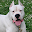 Argentine dogo Wallpapers Download on Windows
