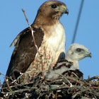 Red-tailed Hawk (Fuertes's)