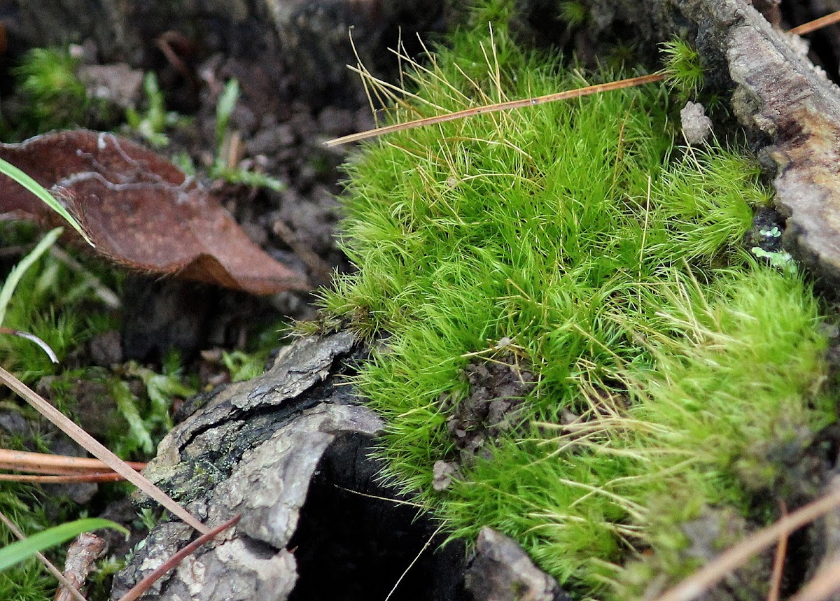 Wind-blown moss, fork moss