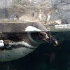 Magellanic Penguin