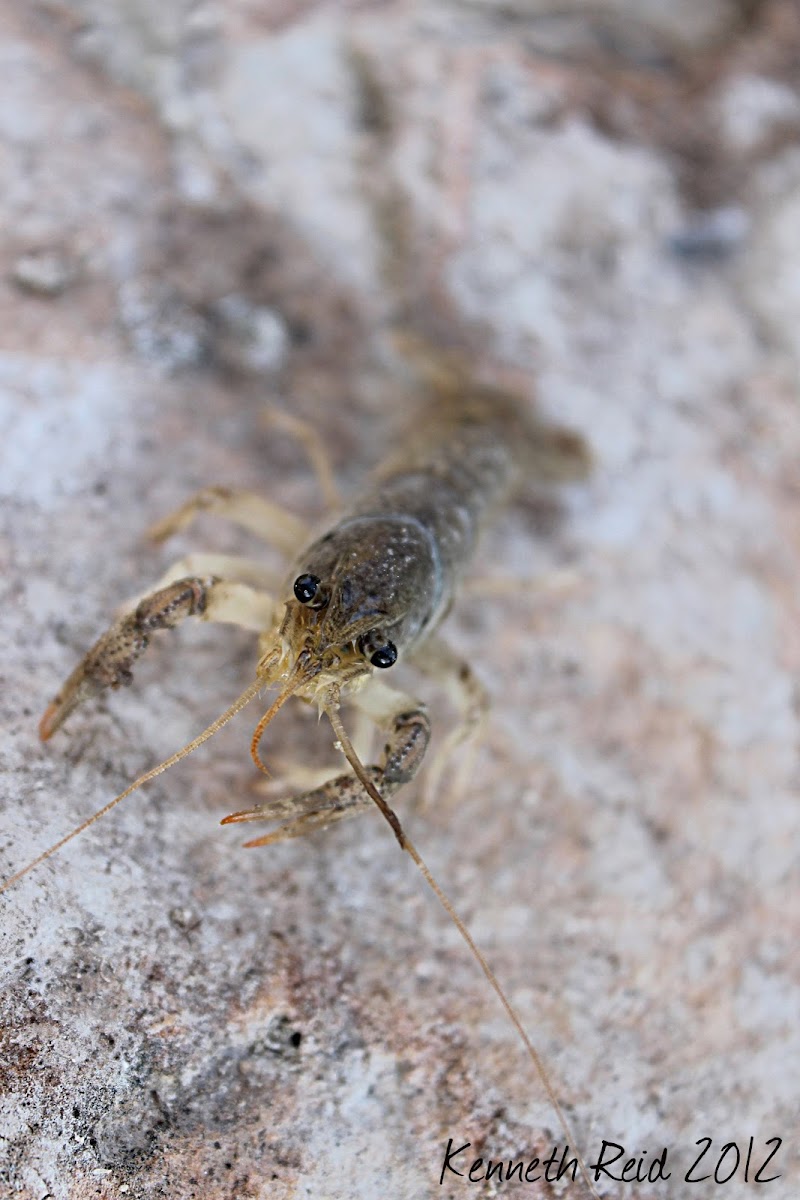 Brazos Dwarf Crayfish