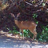 Black-tailed Deer