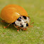 Yellow Ladybug or Ladybird