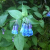 Sagebrush bluebell