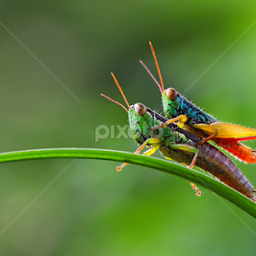 Gendong by Kurit Afsheen - Animals Insects & Spiders
