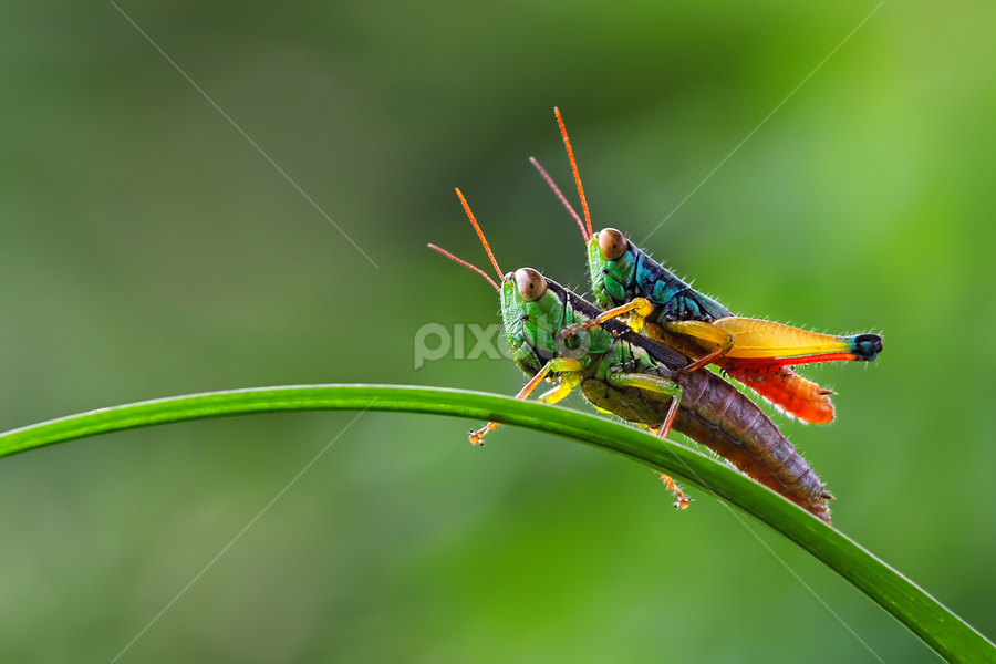 Gendong by Kurit Afsheen - Animals Insects & Spiders