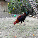 Domestic Chicken (male)