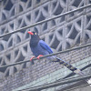 臺灣藍鵲 / Taiwan Blue Magpie