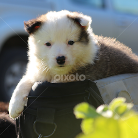 by Áslaug Stefánsdóttir - Animals - Dogs Puppies