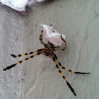 Rain Spider