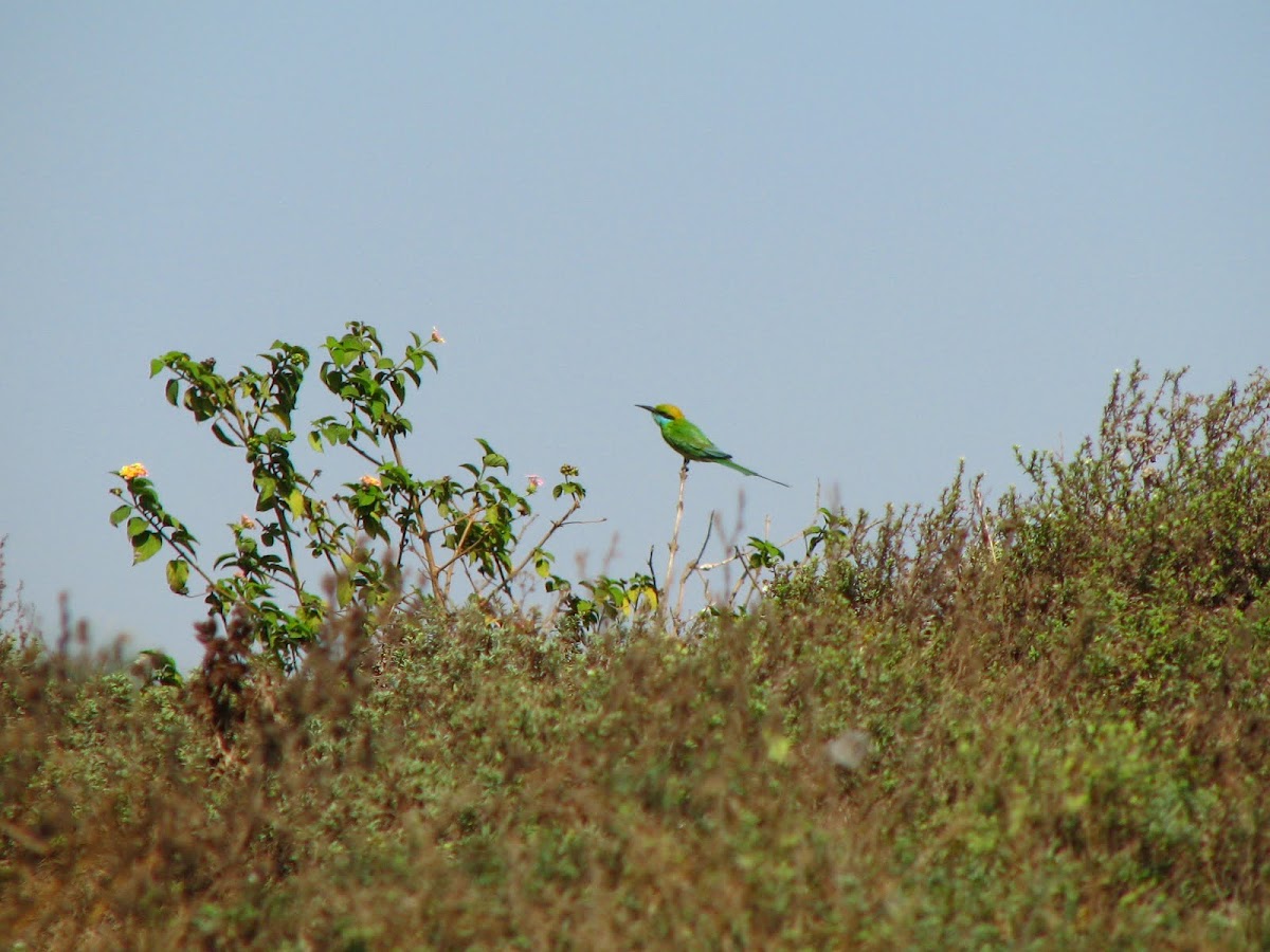 Green Bee-eater