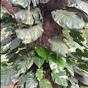 Pothos, golden pothos vine