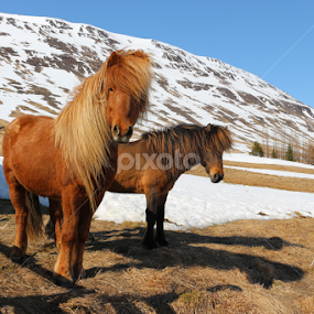 by Áslaug Stefánsdóttir - Animals Horses