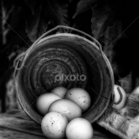 Country Living  by Tammy Arruda - Black & White Objects & Still Life