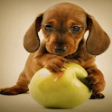 Puppy Apple Live Wallpaper