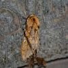 Notodontid moth  Dudusa sp. ::The Moths of Borneo: