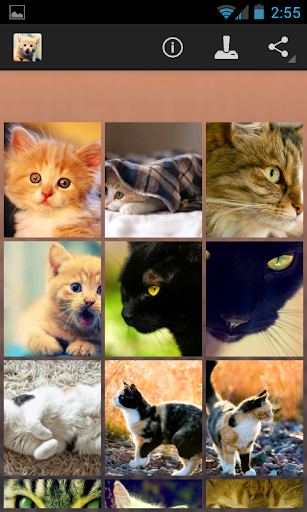 Cats Wallpapers