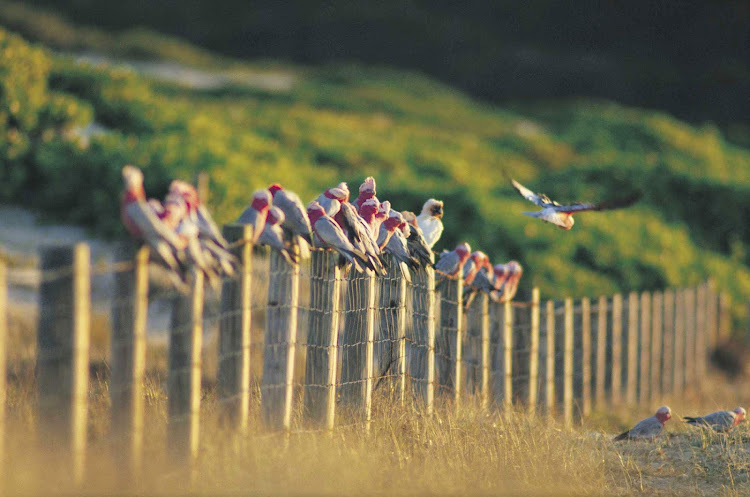 Galahs on the beach, Tomaree National Park, North Coast NSW, Australia.