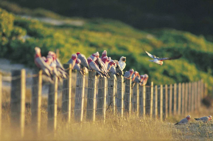 Galahs on the beach, Tomaree National Park, North Coast NSW, Australia.