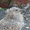 Ring-billed Gull (Very Young)