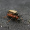 Red long-horned beetle