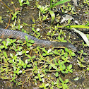 Red-banded Water Snake