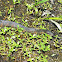 Red-banded Water Snake