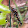 Common Baskettail dragonfly (female)