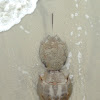 Horseshoe Crabs - Mating
