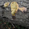yellow fungus
