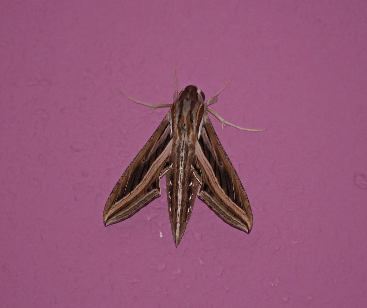 Silver-striped Hawk-Moth