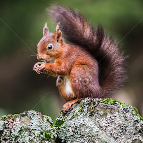 by Nigel Atkins - Animals Other Mammals