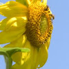 2 Bees on a Sunflower