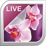 Orchid Live Wallpaper Apk