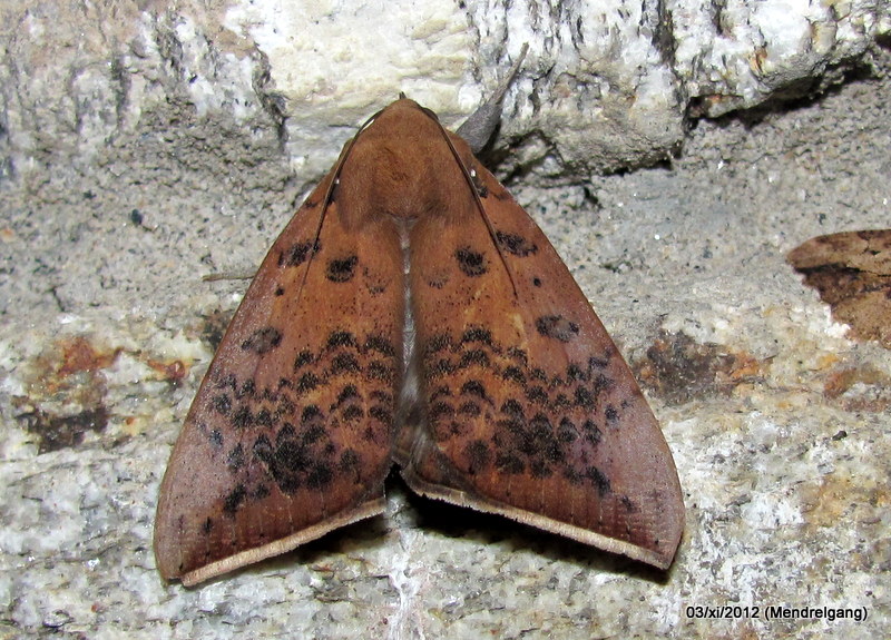 Fruit piercing moth
