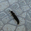 Firefly larva