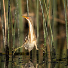 Stripe-backed Bittern