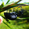 Short-winged Blister Beetle