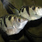 Archerfish