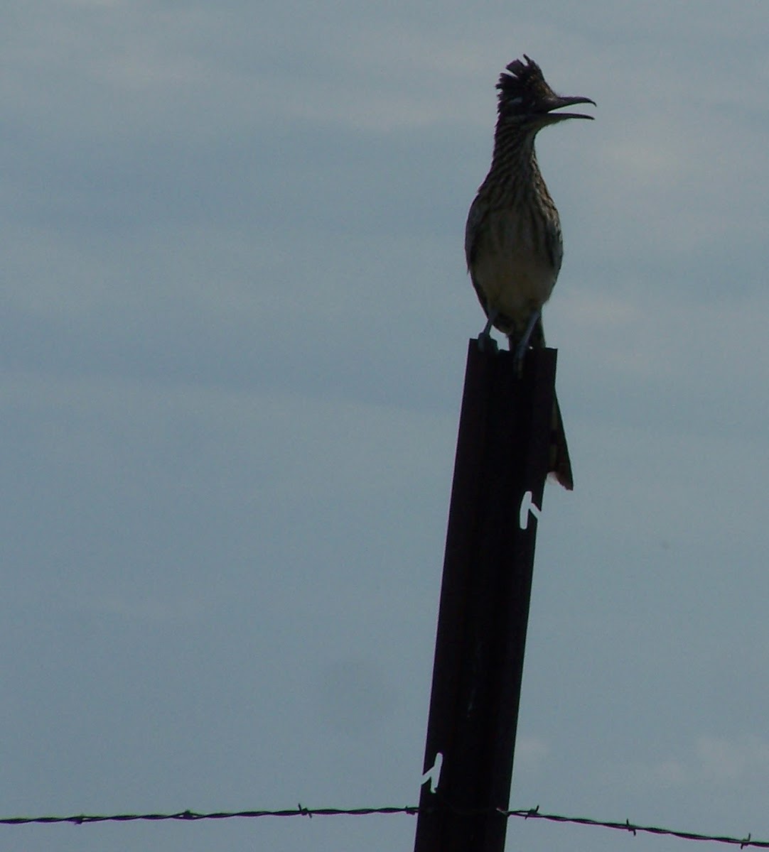 Greater Roadrunner