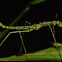 Stick Insect, Phasmid - Female Nymph