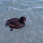 Whio / New Zealand Blue Duck