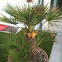 Mediterranean fan palm