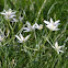 Grass Lily