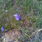Wild hyacinth, blue dicks