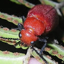 Carpenter Bee Blister Beetle