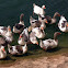 Emden & Greylag Geese