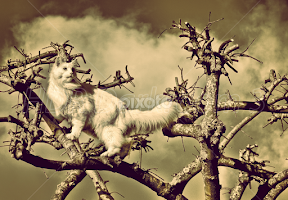 Territorial by Ashley Cordwell -  