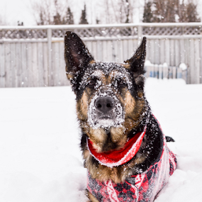 Snow in my Eyes by Mikahla Dorey - Animals - Dogs Portraits