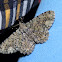 Cleora moth